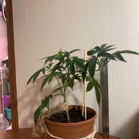 Cruffins G1-1 growlog timeline photo