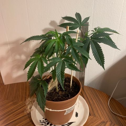 Cruffins G1-1 growlog timeline photo
