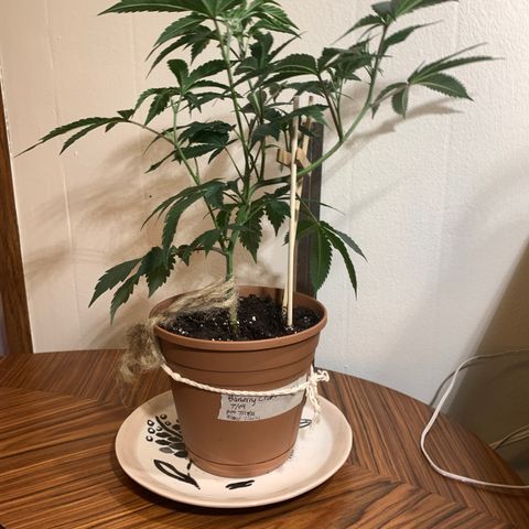 Cruffins G1-1 growlog timeline photo