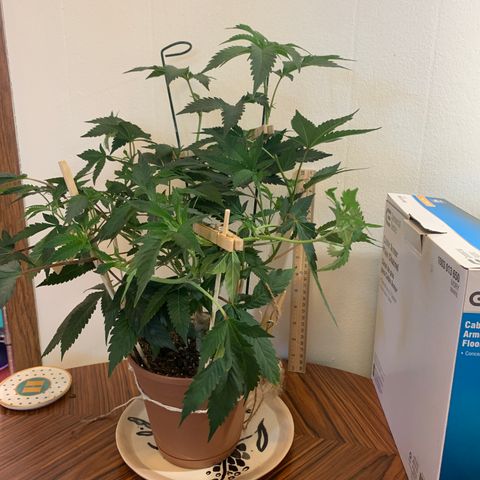 Cruffins G1-1 growlog timeline photo