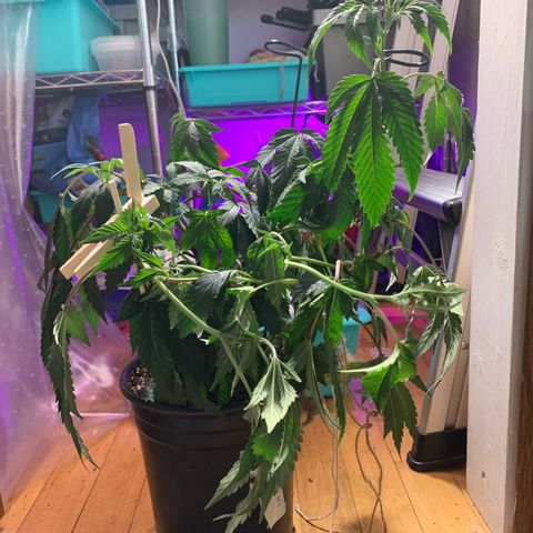 Cruffins G1-1 growlog photo: Right after transplant, desperately needing water