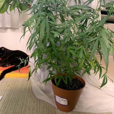 Ophelia G4-13 growlog timeline photo