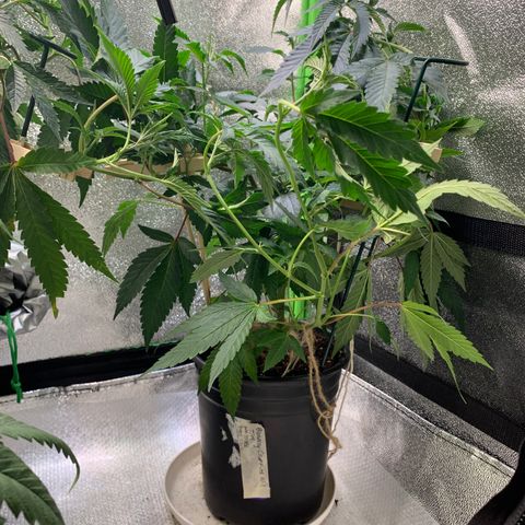 Cruffins G1-1 growlog timeline photo