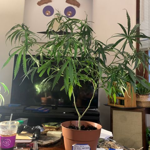 Ophelia G4-13 growlog photo: Post prune