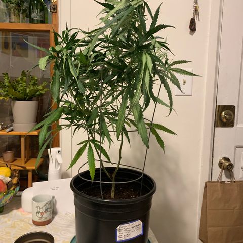 Ophelia G4-13 growlog timeline photo