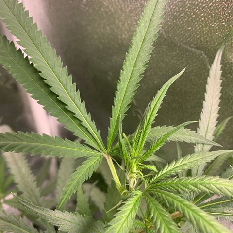 Ophelia G4-13 growlog timeline photo