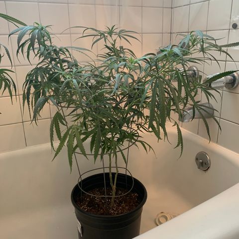 Ophelia G4-13 growlog timeline photo