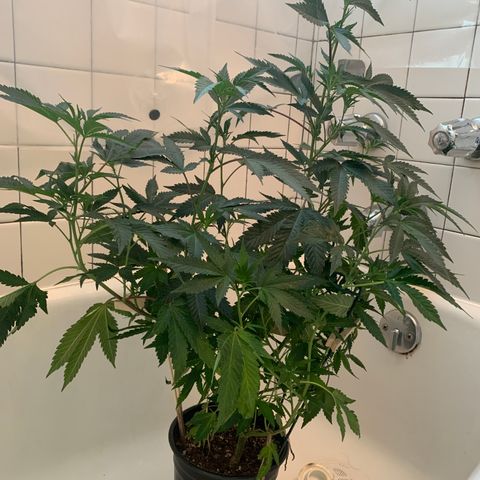 Cruffins G1-1 growlog timeline photo