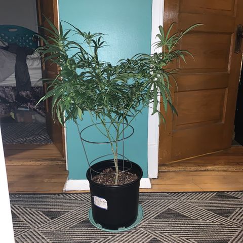 Ophelia G4-13 growlog timeline photo