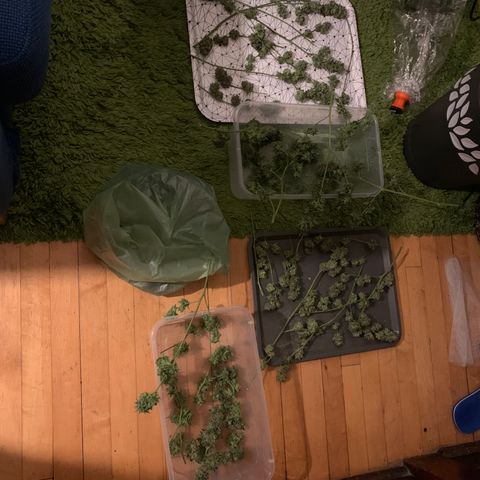 Ophelia G4-13 growlog timeline photo