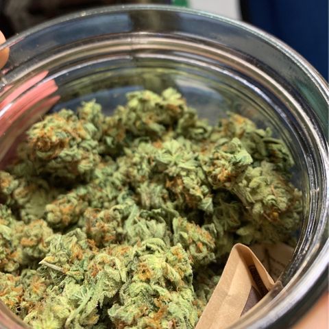 Ophelia G4-13 growlog photo: 72.9g dry flower 4-12 and 4-13 combined. Can’t smoke because of mild, bet destination is oil.