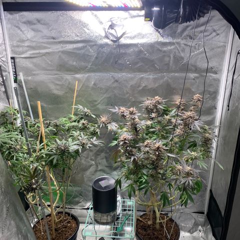 Cruffins G1-1 growlog photo: Meh