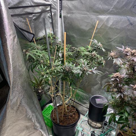 Cruffins G1-1 growlog photo: Meh