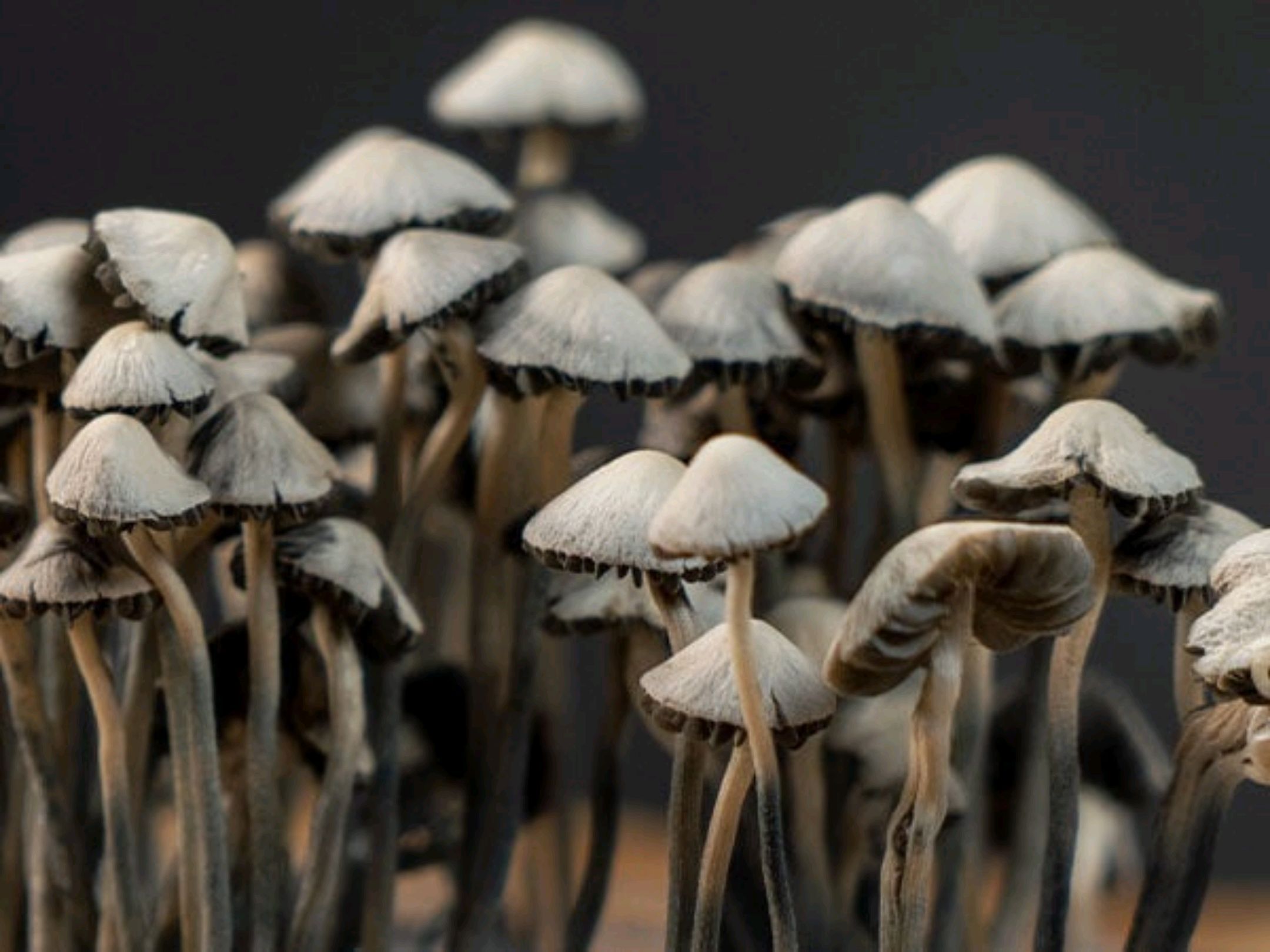 Copelandia growlog header