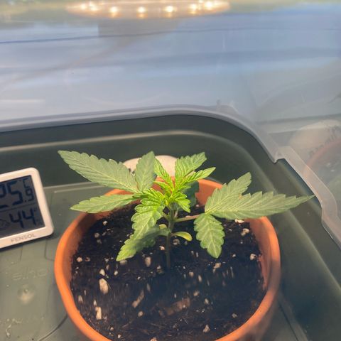 Mimosa growlog timeline photo