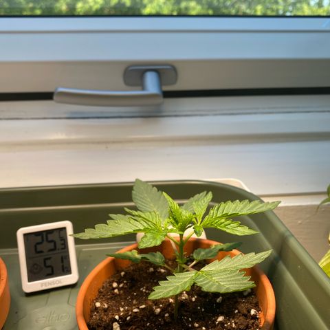 Mimosa growlog timeline photo