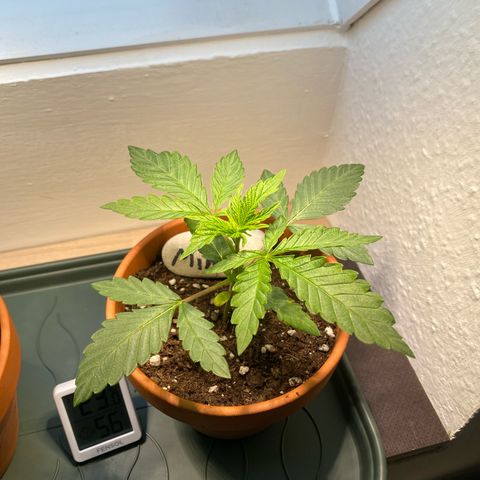 Mimosa growlog timeline photo