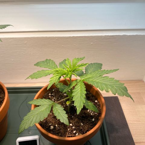 Mimosa growlog timeline photo