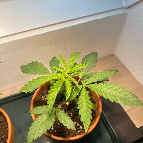 Mimosa growlog timeline photo