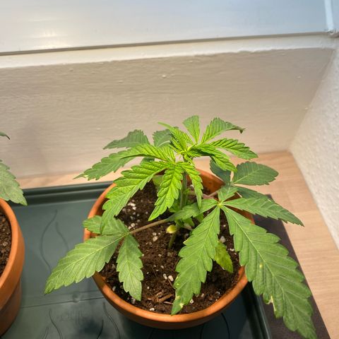 Mimosa growlog timeline photo