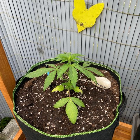 Mimosa growlog timeline photo