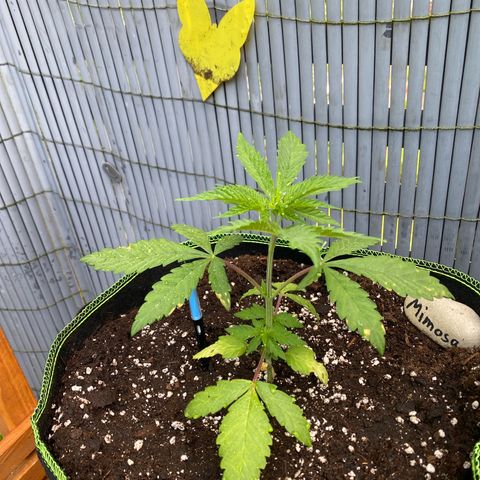 Mimosa growlog timeline photo