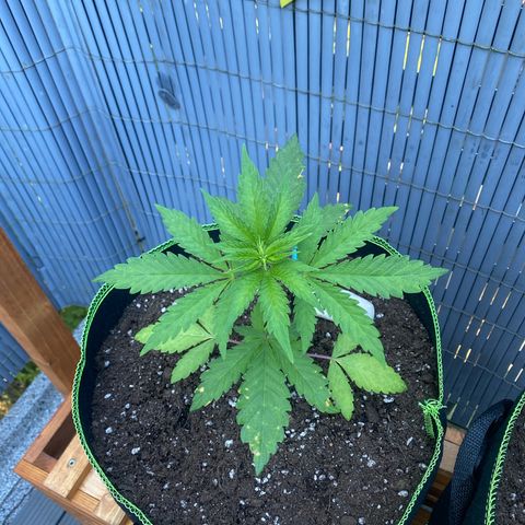 Mimosa growlog timeline photo