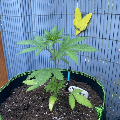 Mimosa growlog timeline photo