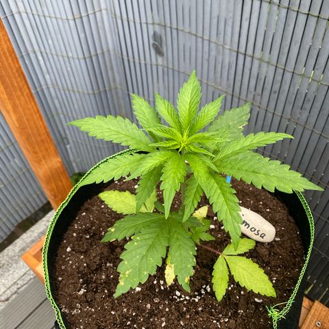 Mimosa growlog timeline photo