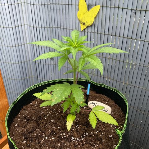 Mimosa growlog timeline photo