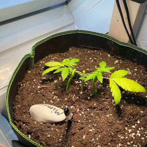Mimosa growlog timeline photo