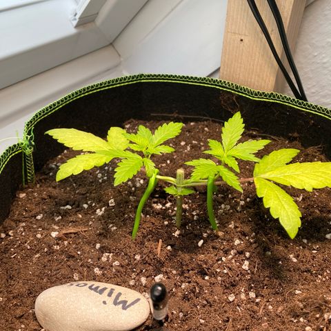 Mimosa growlog timeline photo