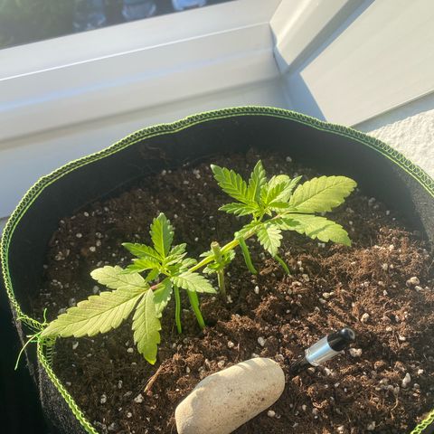 Mimosa growlog timeline photo