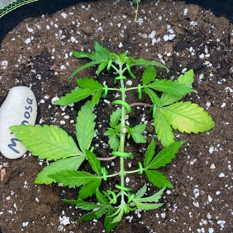 Mimosa growlog timeline photo