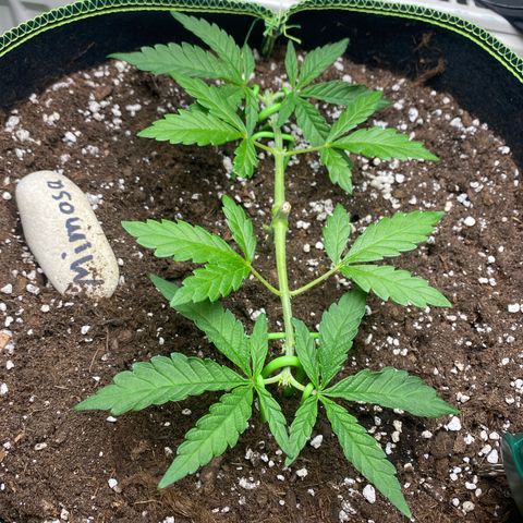 Mimosa growlog timeline photo