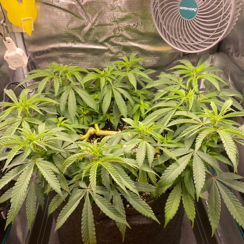 Mimosa growlog timeline photo