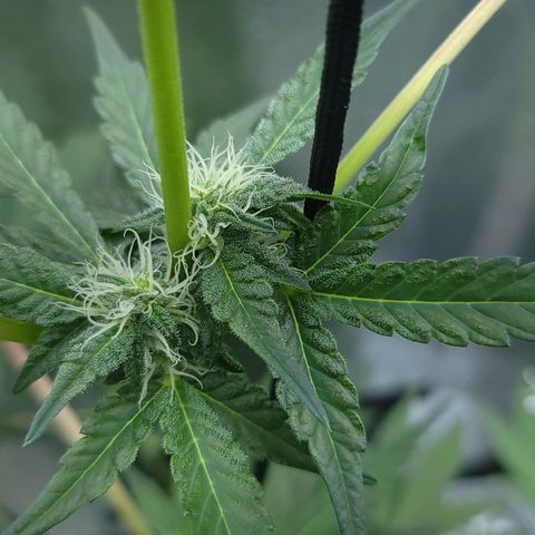 JB grow #1 growlog photo: First time grower. I started with 4 seeds and when they all started auto flowering, two became hermies and I sadly tossed them. The remaining two are happy and healthy. I'm so proud of this and it didn't cost much to get it going. Led lights combined are 1600 umol/m2/s in a 2x2. 1000 watt equivalent.