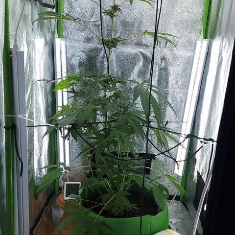 JB grow #1 growlog photo: First time grower. I started with 4 seeds and when they all started auto flowering, two became hermies and I sadly tossed them. The remaining two are happy and healthy. I'm so proud of this and it didn't cost much to get it going. Led lights combined are 1600 umol/m2/s in a 2x2. 1000 watt equivalent.