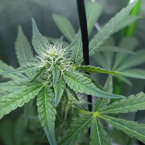 JB grow #1 growlog photo: First time grower. I started with 4 seeds and when they all started auto flowering, two became hermies and I sadly tossed them. The remaining two are happy and healthy. I'm so proud of this and it didn't cost much to get it going. Led lights combined are 1600 umol/m2/s in a 2x2. 1000 watt equivalent.