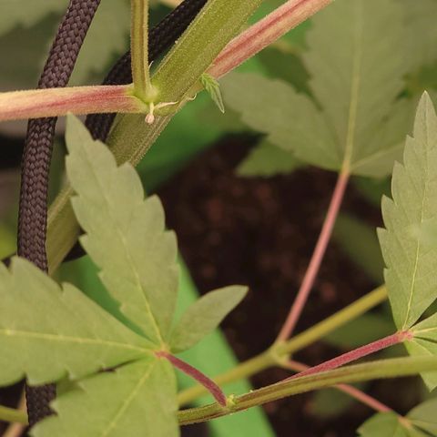 JB grow #1 growlog photo: Had to remove two hermaphrodite plants