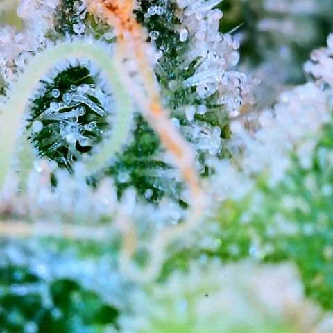 JB grow #1 growlog photo: Trichomes appear half clear/half cloudy. Harvest is near. Pistols are mostly white.