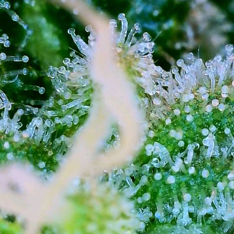 JB grow #1 growlog photo: Trichomes appear half clear/half cloudy. Harvest is near. Pistols are mostly white.