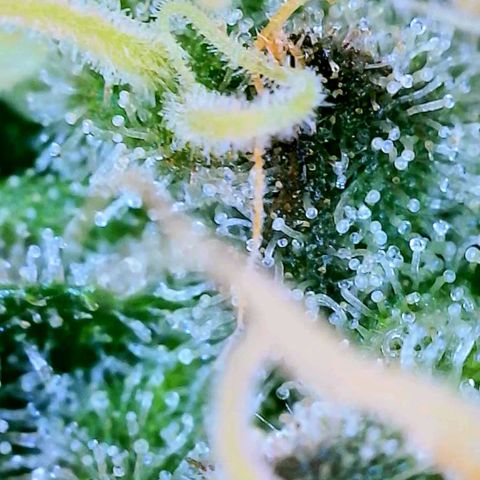 JB grow #1 growlog photo: Trichomes appear half clear/half cloudy. Harvest is near. Pistols are mostly white.