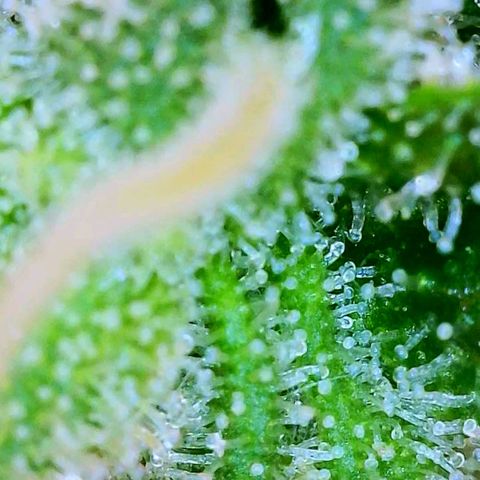 JB grow #1 growlog photo: Trichomes appear half clear/half cloudy. Harvest is near. Pistols are mostly white.