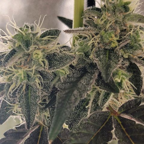 JB grow #1 growlog photo: Bottom to top pictures