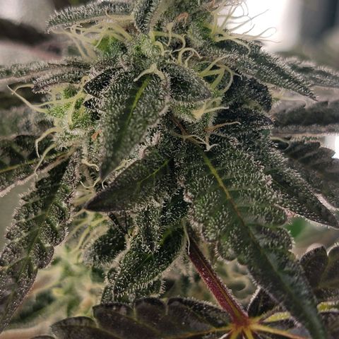 JB grow #1 growlog photo: Bottom to top pictures