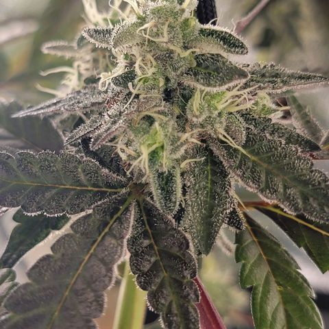 JB grow #1 growlog photo: Bottom to top pictures