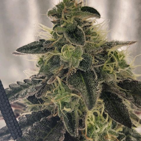 JB grow #1 growlog photo: Bottom to top pictures