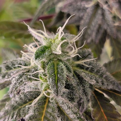 JB grow #1 growlog photo: Bottom to top pictures