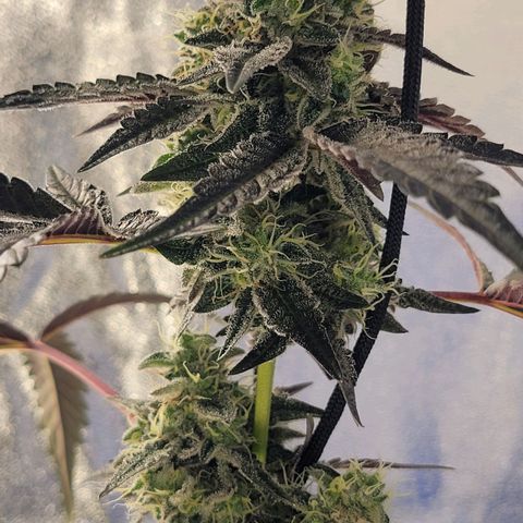 JB grow #1 growlog photo: Smells like pine and lemon peel mixed together. Trichomes are mostly cloudy, some white hairs are just starting to darken, a small amount of pistols are amber and it looks ready to harvest.